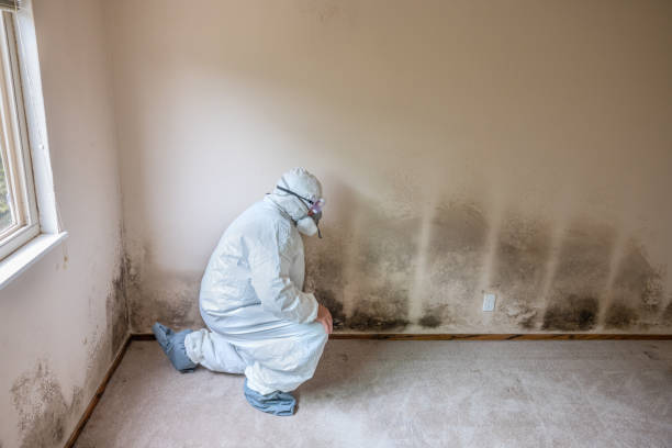 Best Kitchen Mold Remediation in Robinson, IL